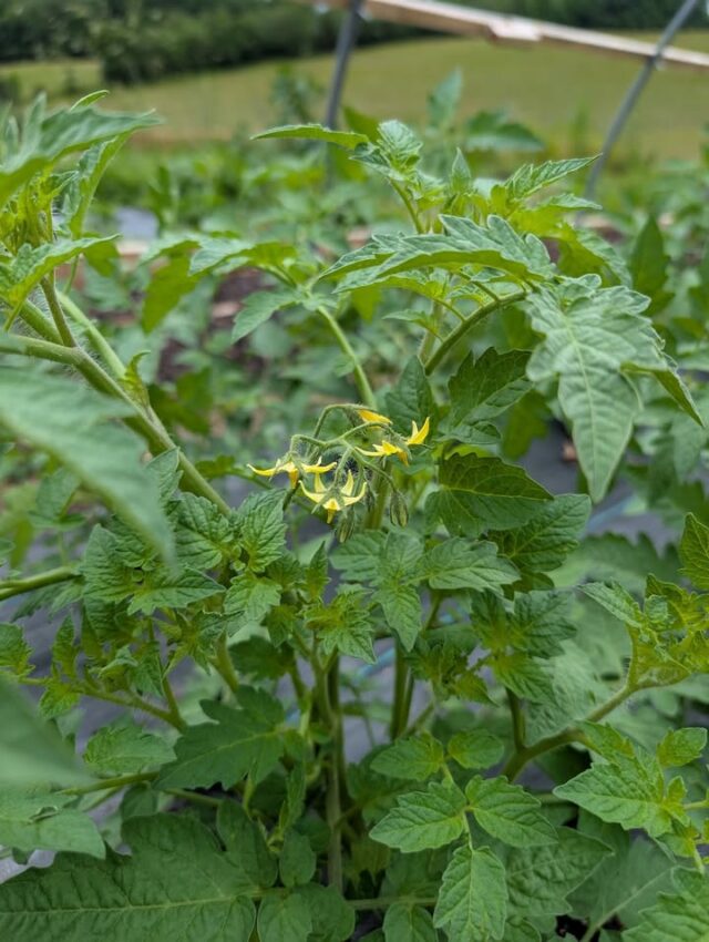 Happy June! Hard to believe we're already halfway through the year! Our tomatoes are growing well, and starting to flower. Hopefully we'll have tomatoes for you in a few weeks. Do you prefer cherry tomatoes or a nice slicing tomato?