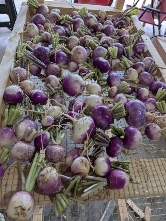 We have so many beautiful turnips available right now 

#mosheimtn #freshproduce #farmstand