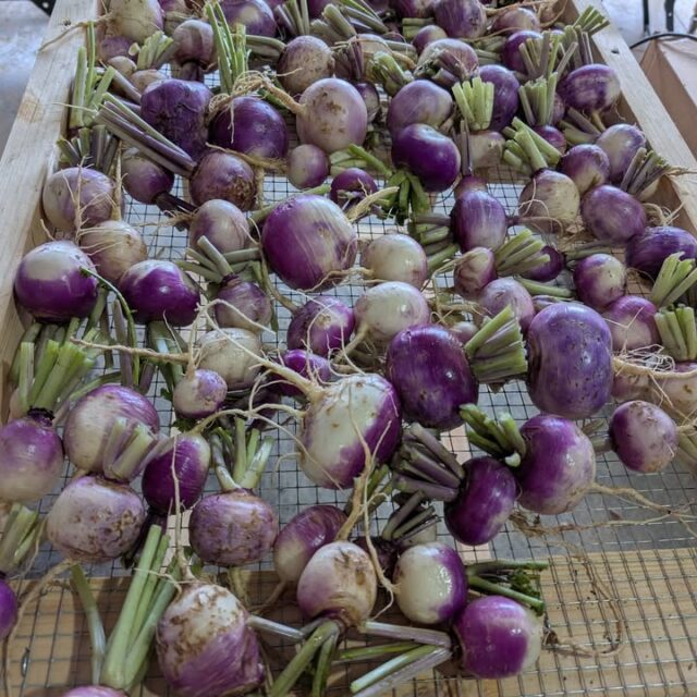 Tasty turnips!

#freshproduce #shoplocal