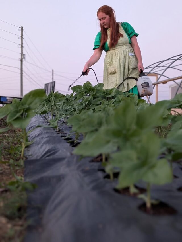 Here I am using an organic fish and seaweed fertilizer on our sunflowers. Every 2-4 weeks you just mix up 2 tablespoons of fertilizer in one gallon of water and spray on the plant until it's dripping. I've seen amazing results since adding this organic fertilizer to our garden. As always we never use any synthetic pesticides herbicides or fertilizers. We always use natural, organic methods.

#mosheimtn #supportlocal #freshproduce #sunflower