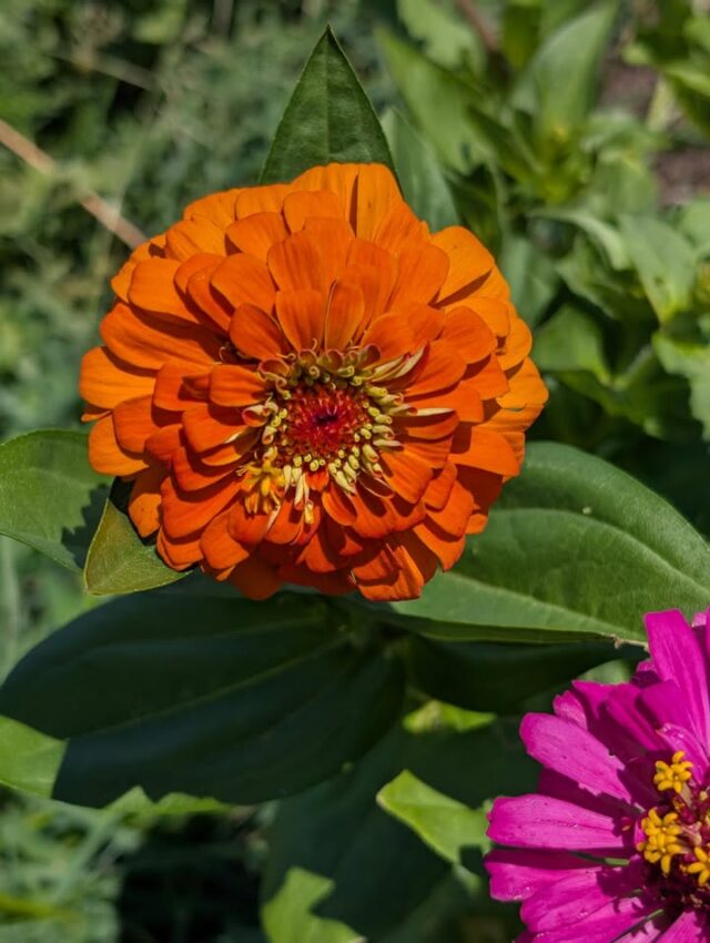 With so many beautiful zinnias in the garden I will be offering them for $2 per stem so others can enjoy them too! Only want a couple flowers to put on your windowsill? That's great! Want a whole bouquet? We can do that too! Message me to set up a time to come pick up your custom flower order 💐

We accept cash and credit card 

#mosheimtn #cutflowers #freshproduce #supportlocal