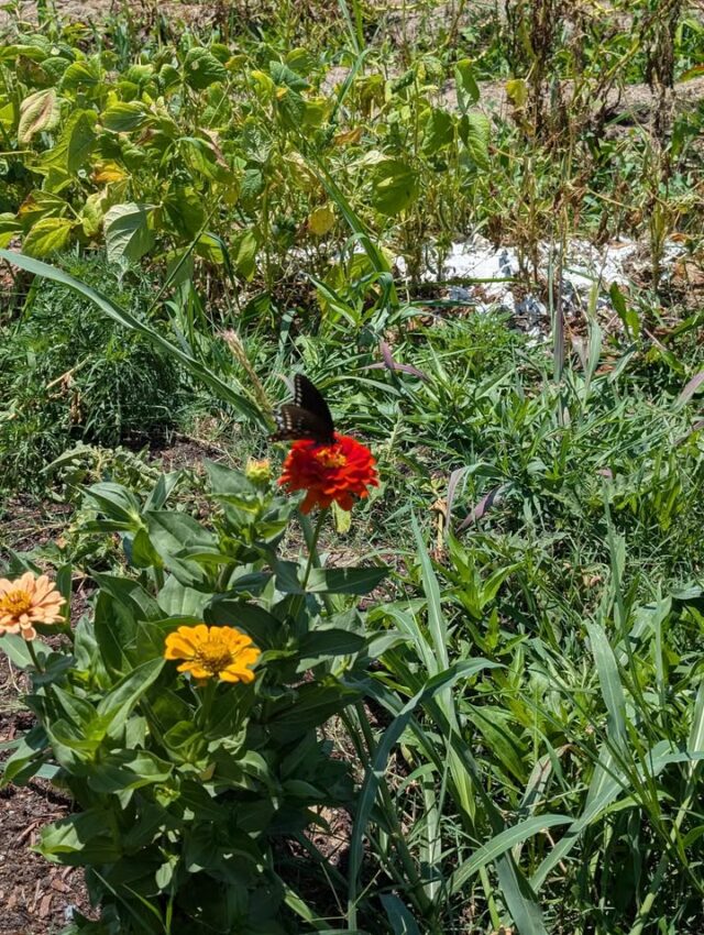 Beautiful!! Summer is quickly passing, but days like these are priceless.

#mosheimtn #farmstand #localproduce #zinnias