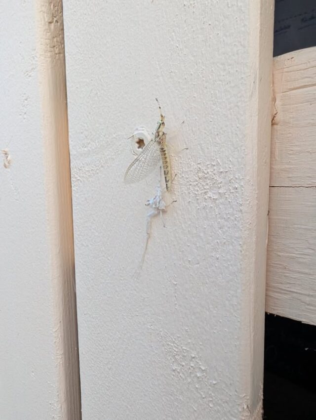 It's mayfly season around here. What is a mayfly? They are an aquatic insect that is very important to the ecosystem of places like ponds. They are an important source of food to some varieties of fish, birds, and frogs. They are also a sign that your pond is in good health. 

#mosheimtn #learnsomethingnew #supportlocal