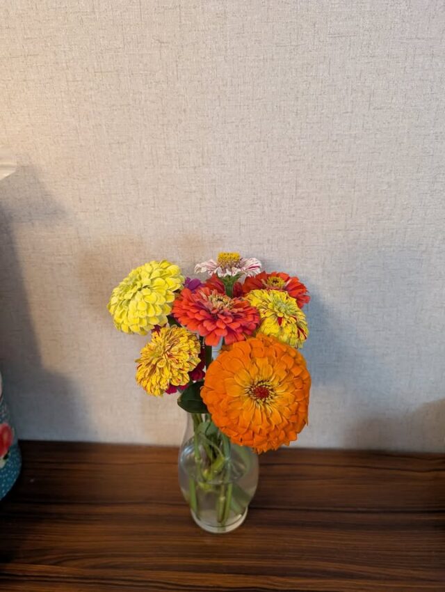 Enjoying some of my flowers today 😊 

#mosheimtn #zinnias #cutflowers