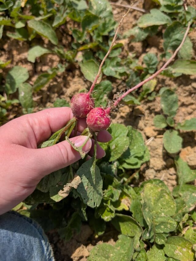 Who likes radish in their salad?