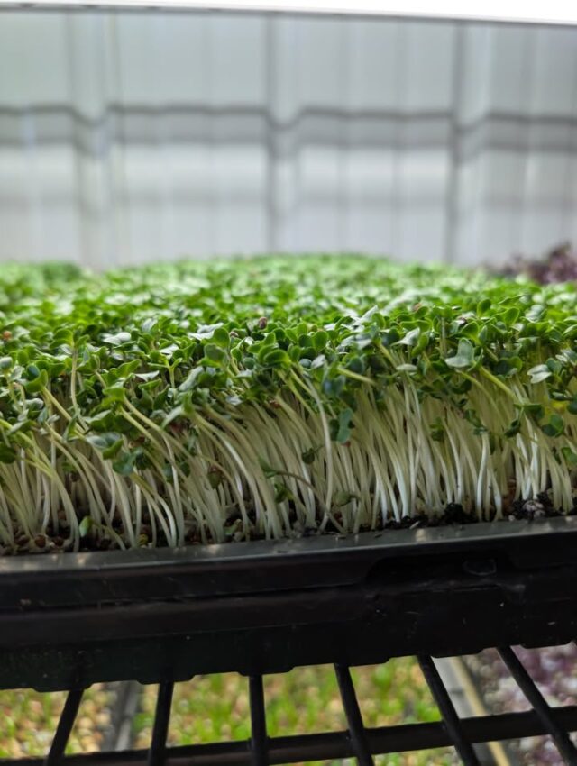 Microgreens a wonderful addition to any salad 🥗 

#mosheimtn #localproduce #greenevilletn