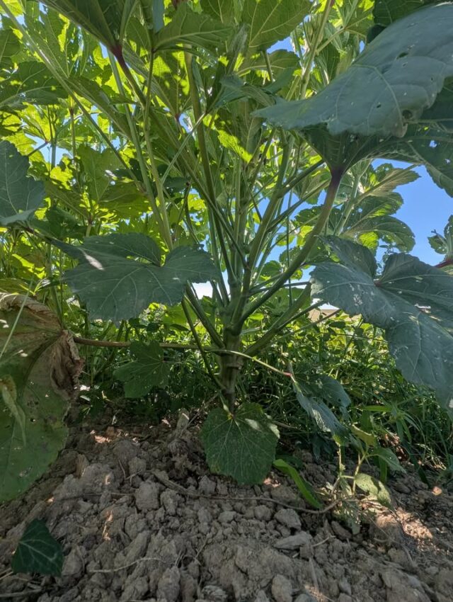 I never realized okra plants were so large!!