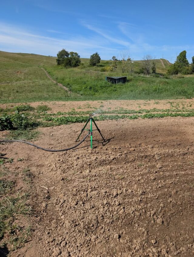 Watering the crops....