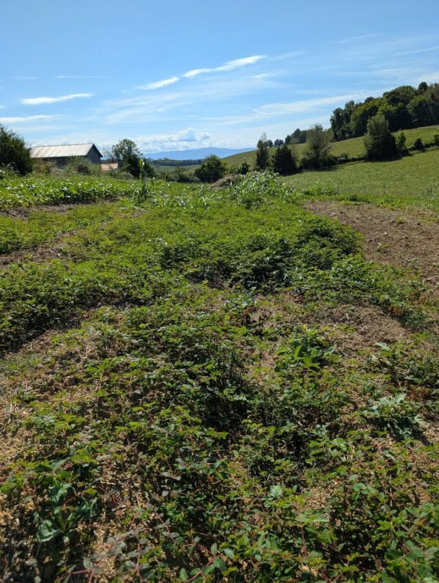 Sometimes the weeds get a bit out of control 😳 this is the next spot we'll be preparing for fall planting