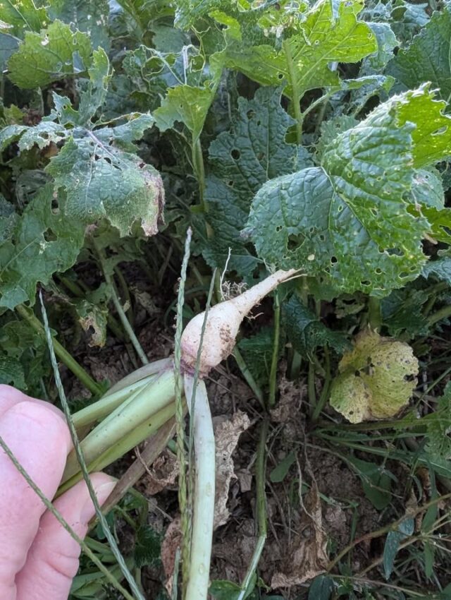 The turnips may be small but they're growing!!