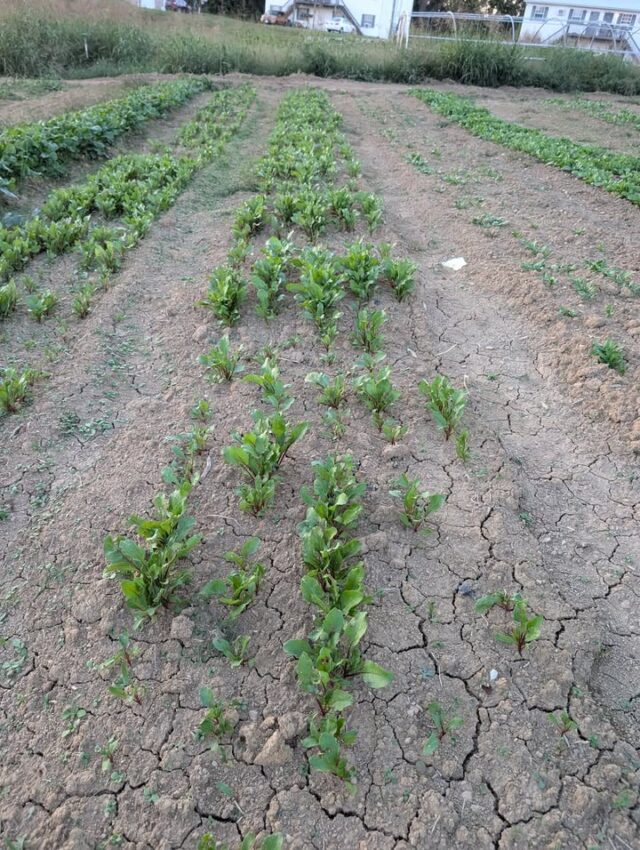 We've got more red beets in the ground!