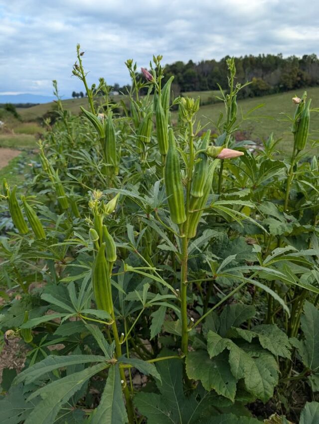 The okra is still going strong 

#mosheimtn #localproduce