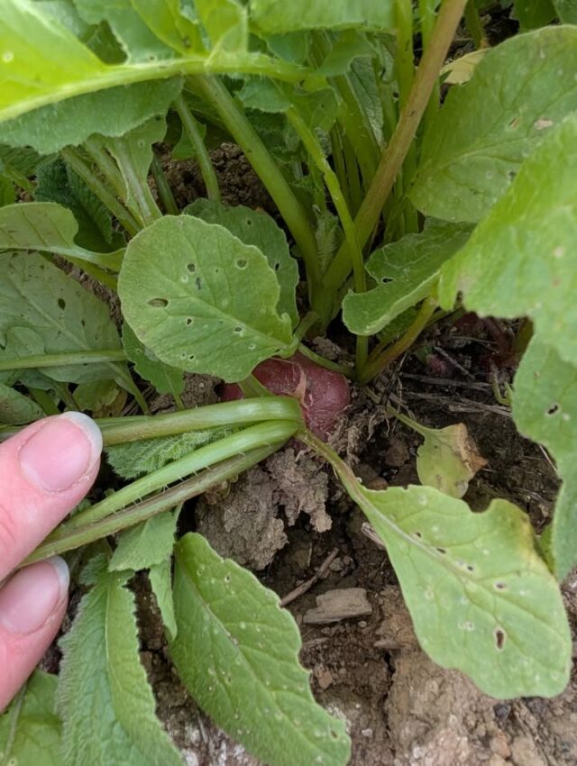 Little radishes