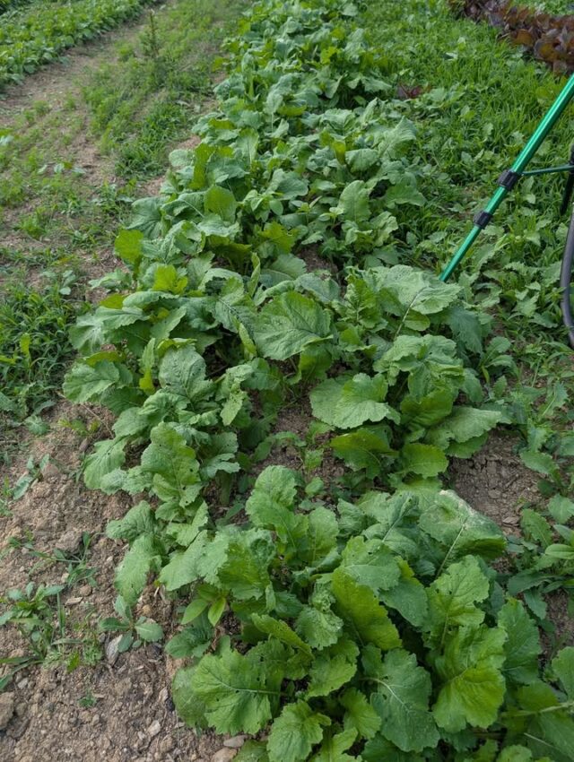 Here we have some turnips growing nicely. I can't wait until they're ready for harvest! Do you like turnips? Let me know in the comments