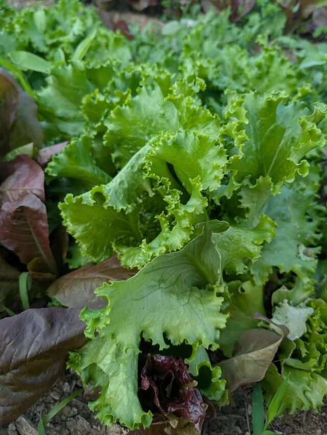 This lettuce is looking AMAZING! What's your favorite way to use lettuce?