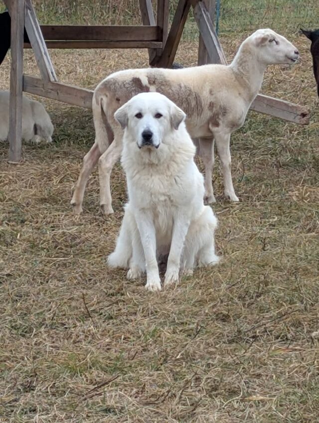 Hello November! After a bit of a break from Facebook to get some things done around the farm I'm back. There's been a lot going on and we're working on some exciting things for the next growing season so stay tuned!!