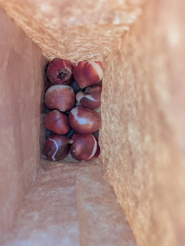 Tulips are one of the new flowers I'm trying next year. This is one of three varieties I've chosen. Do you like tulips?