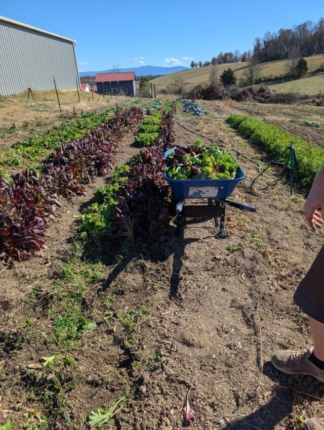 Things can tend to get a little wild by the end of the season, but it's so satisfying to begin cleaning up the garden and preparing for the next year ahead!