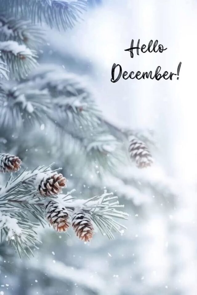 It's hard to believe 2025 is almost over! It's been a good year and I'm looking forward to seeing what exciting things the new year will hold! What are you looking forward to in 2026?