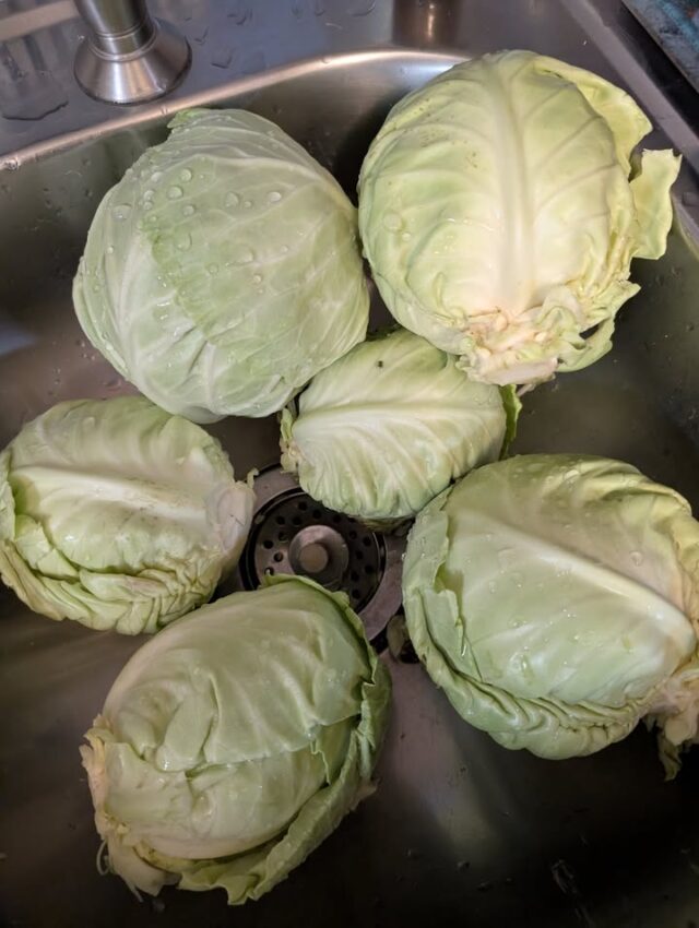With the coming of the cold weather and snow, we now turn our sights to processing the last of the vegetables from the year. Here we took the last of the small cabbages and made some sauerkraut. Yummy!